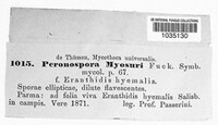 Peronospora myosuri image